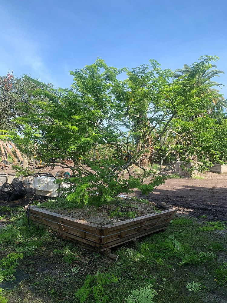pithecellobium-tortum-brazilian-raintree