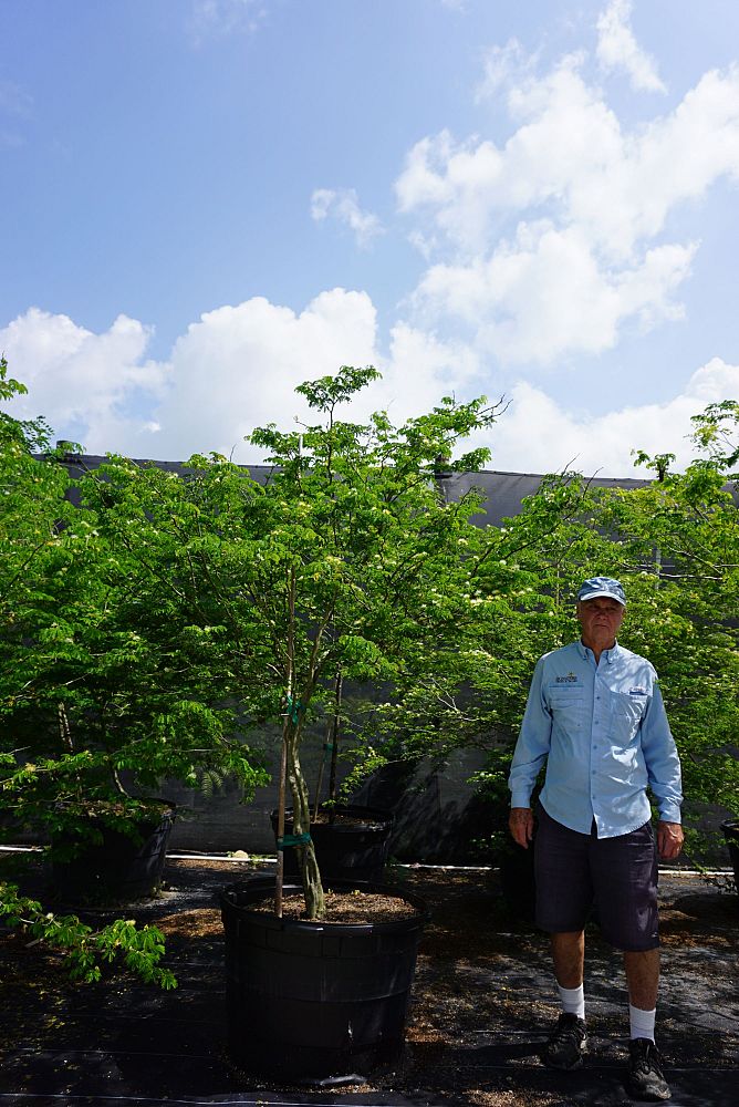 pithecellobium-tortum-brazilian-raintree