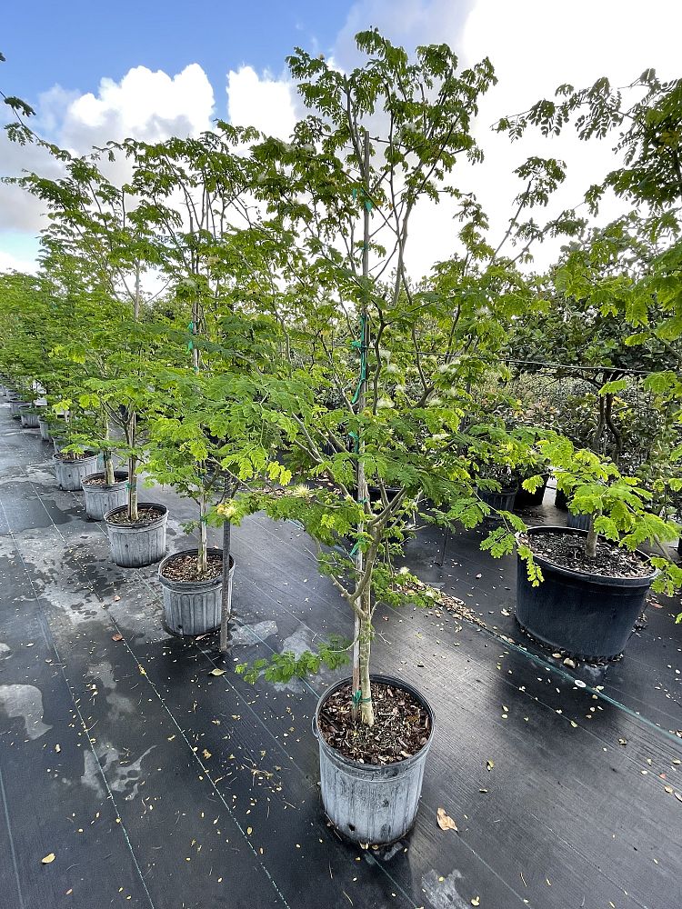 pithecellobium-tortum-brazilian-raintree