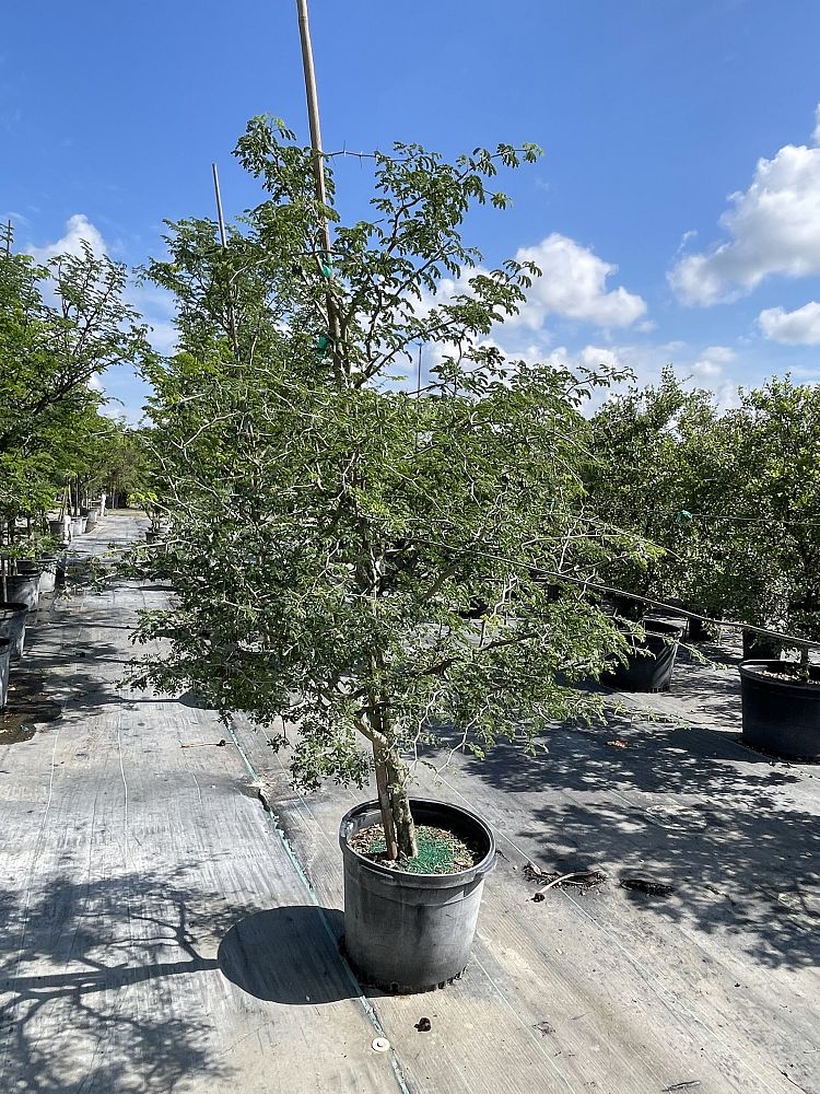 pithecellobium-tortum-brazilian-raintree