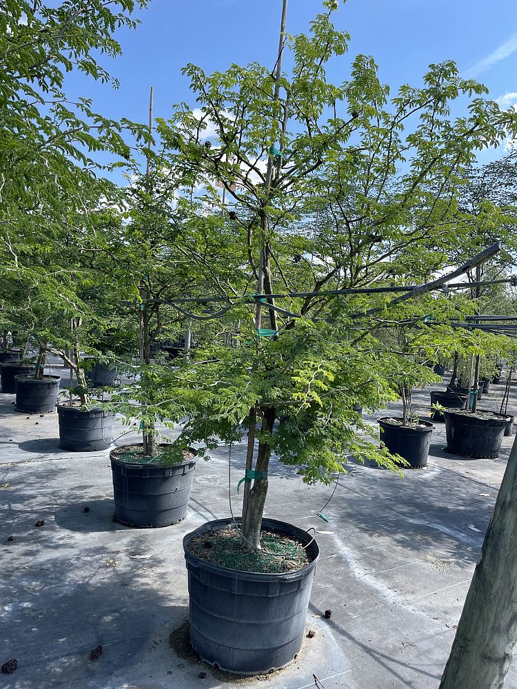pithecellobium-tortum-brazilian-raintree