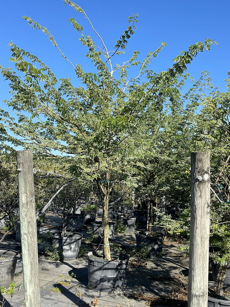 pithecellobium-tortum-brazilian-raintree