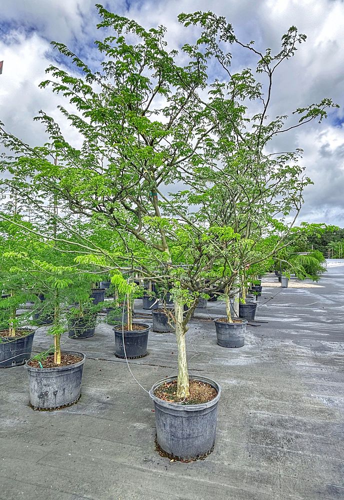 pithecellobium-tortum-brazilian-raintree