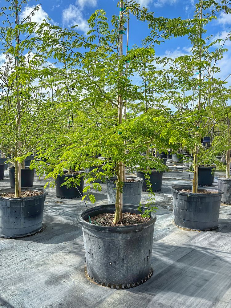 pithecellobium-tortum-brazilian-raintree