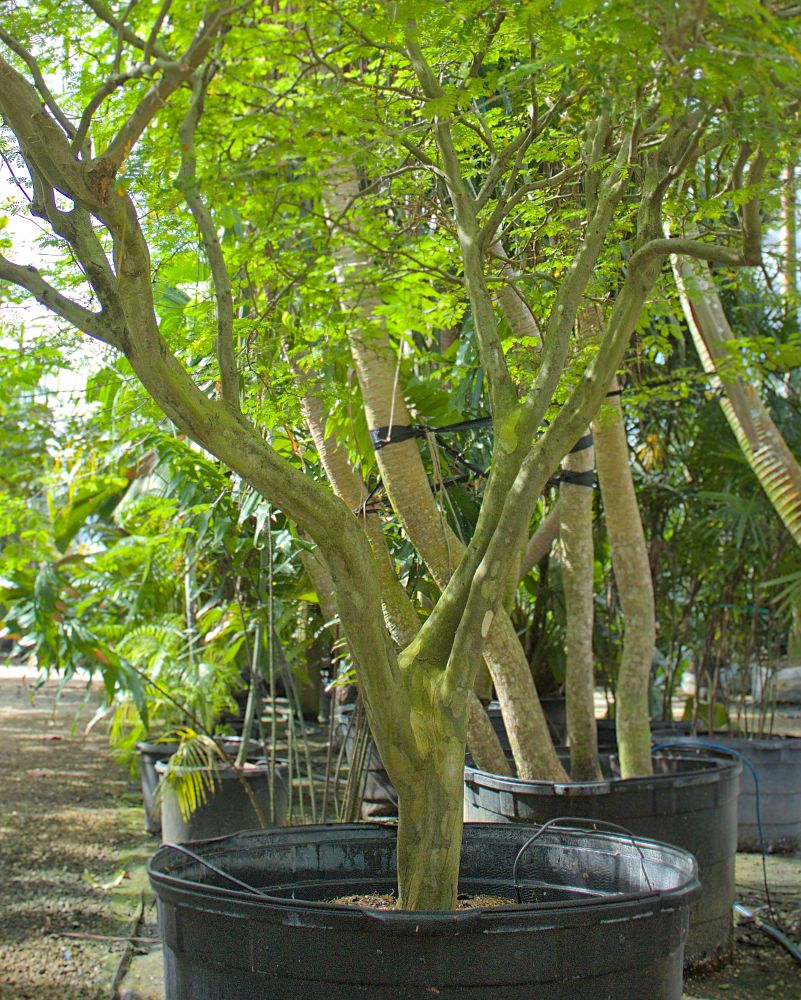 pithecellobium-tortum-brazilian-raintree