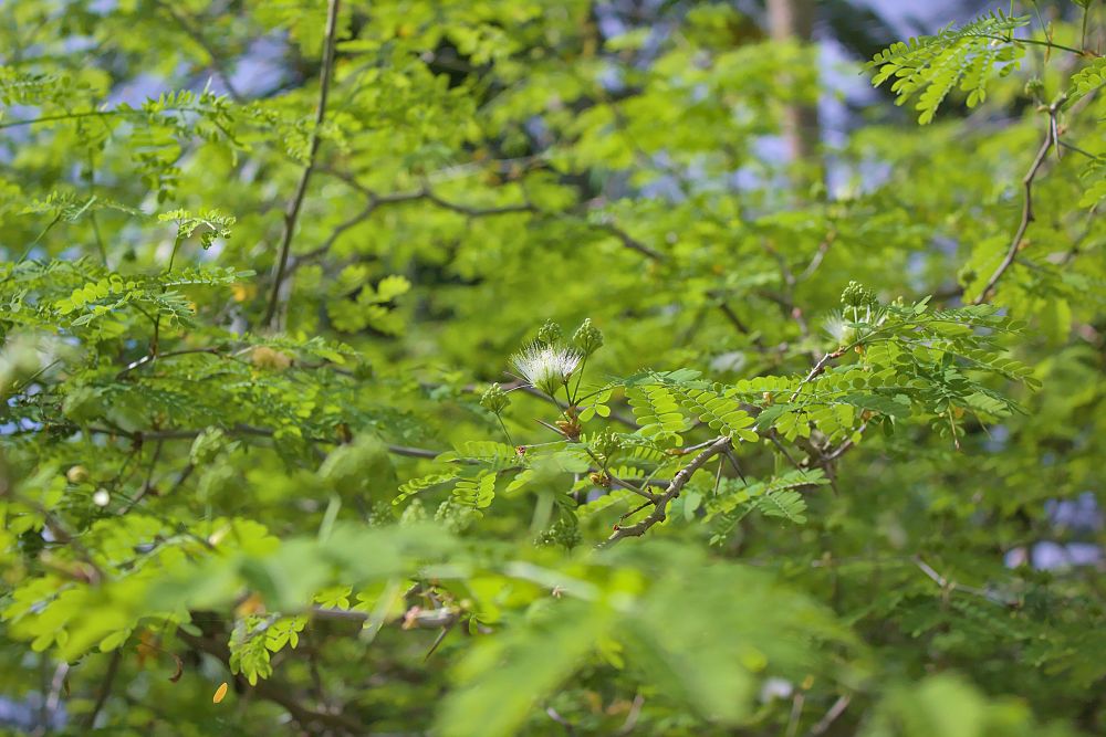 pithecellobium-tortum-brazilian-raintree