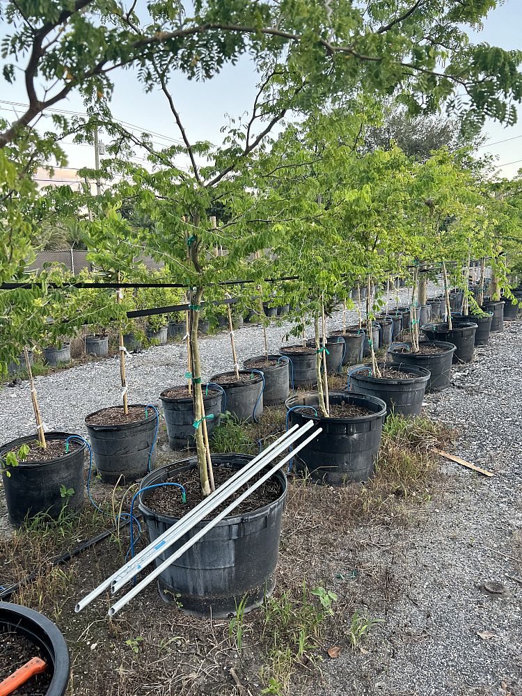 pithecellobium-tortum-brazilian-raintree