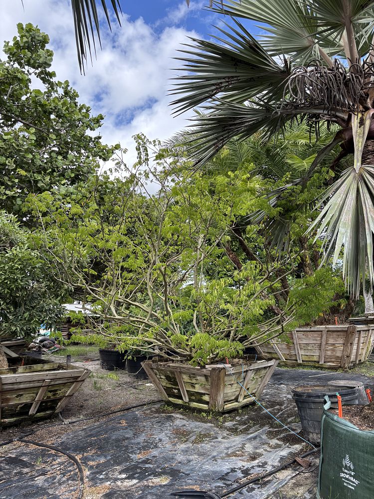 pithecellobium-tortum-brazilian-raintree