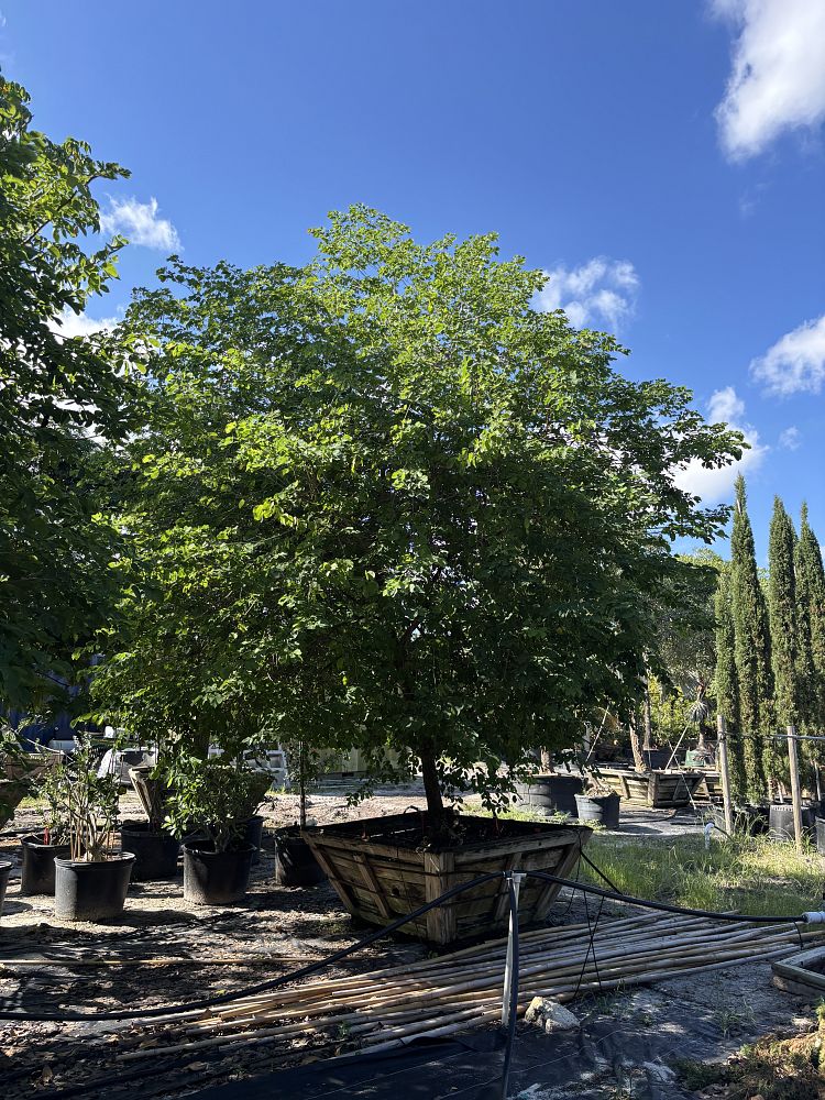 pithecellobium-unguis-cati-cat-s-claw