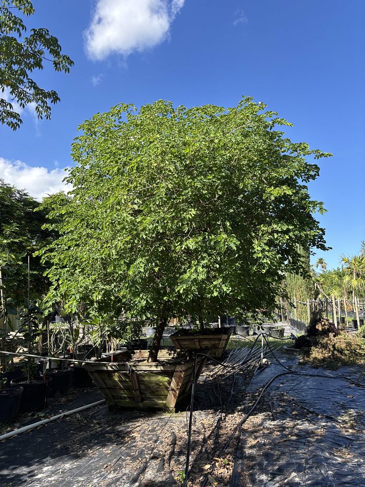 pithecellobium-unguis-cati-cat-s-claw