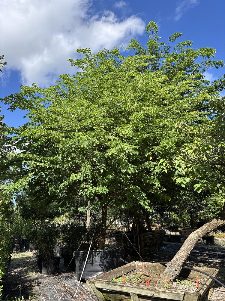 pithecellobium-unguis-cati-cat-s-claw