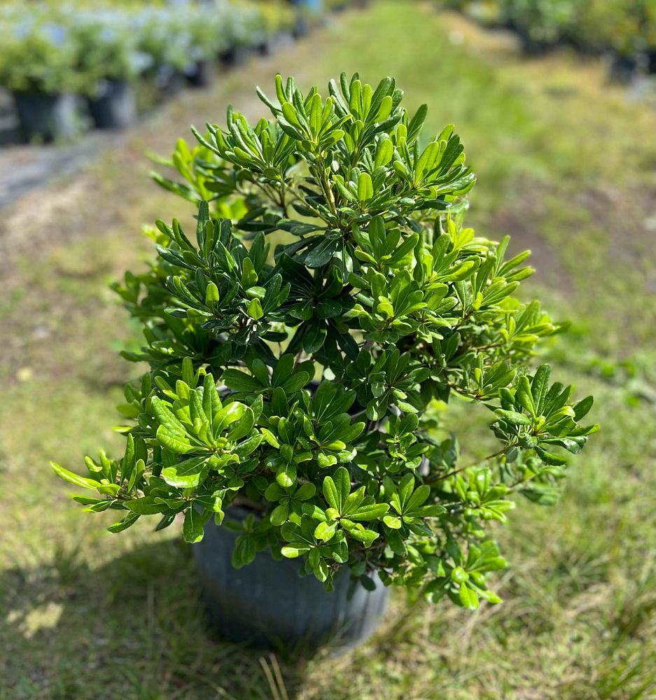 pittosporum-cheesewood