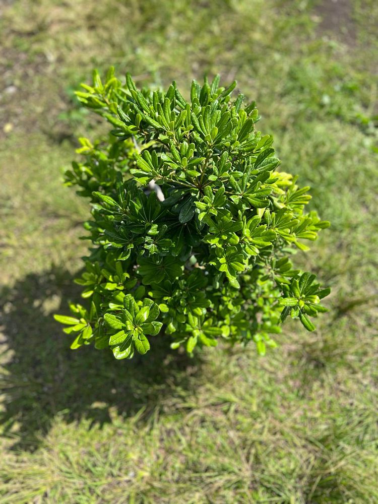 pittosporum-cheesewood