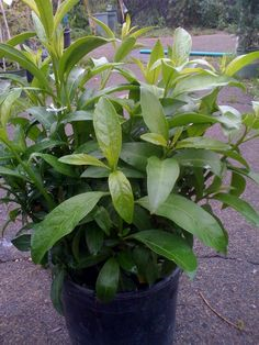 pittosporum-crassifolium-cheesewood