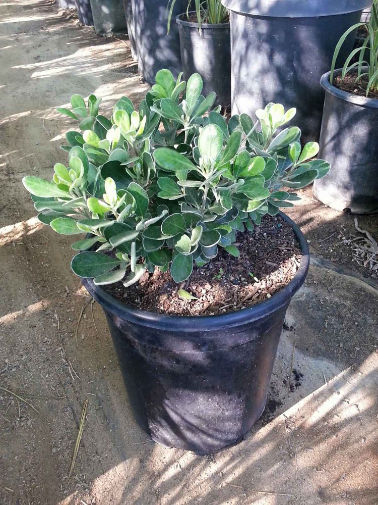 pittosporum-crassifolium-compactum-dwarf-karo