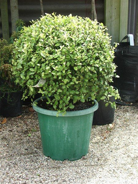 pittosporum-eugenioides-tarata