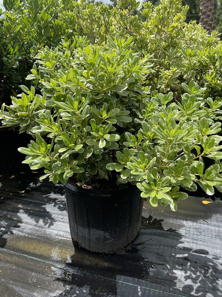 pittosporum-eugenioides-variegatum-lemonwood-tarata