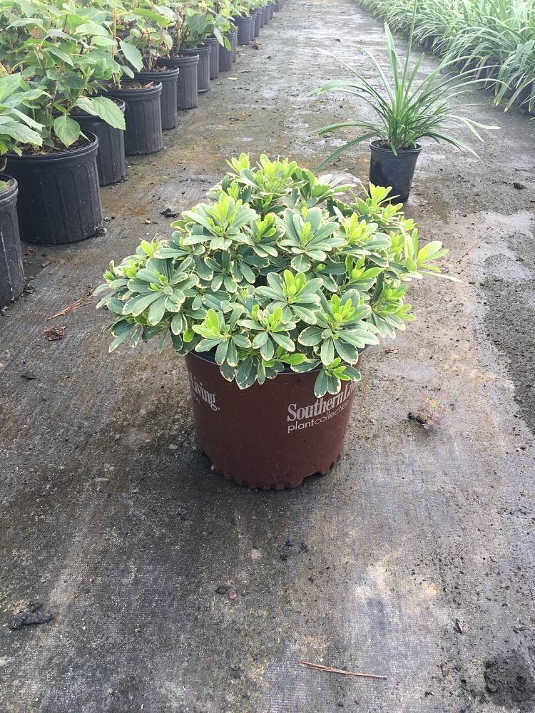 pittosporum-tobira-cni-three-mojo-reg-pittosporum