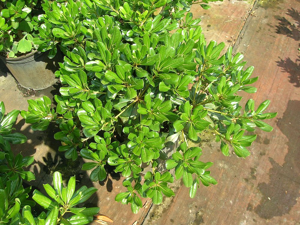 pittosporum-tobira-compacta-japanese-cheesewood
