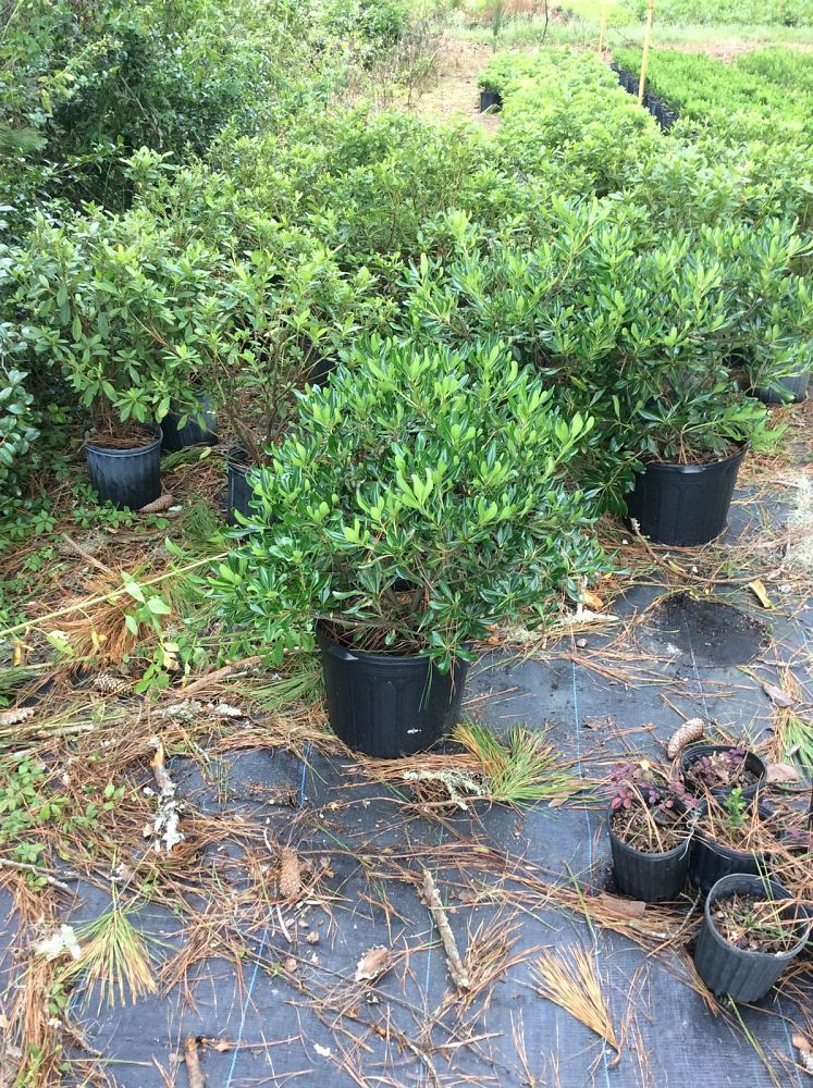 pittosporum-tobira-compacta-japanese-cheesewood