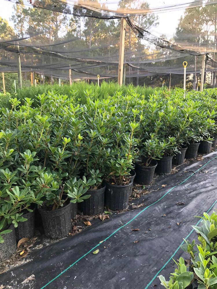 pittosporum-tobira-compacta-japanese-cheesewood