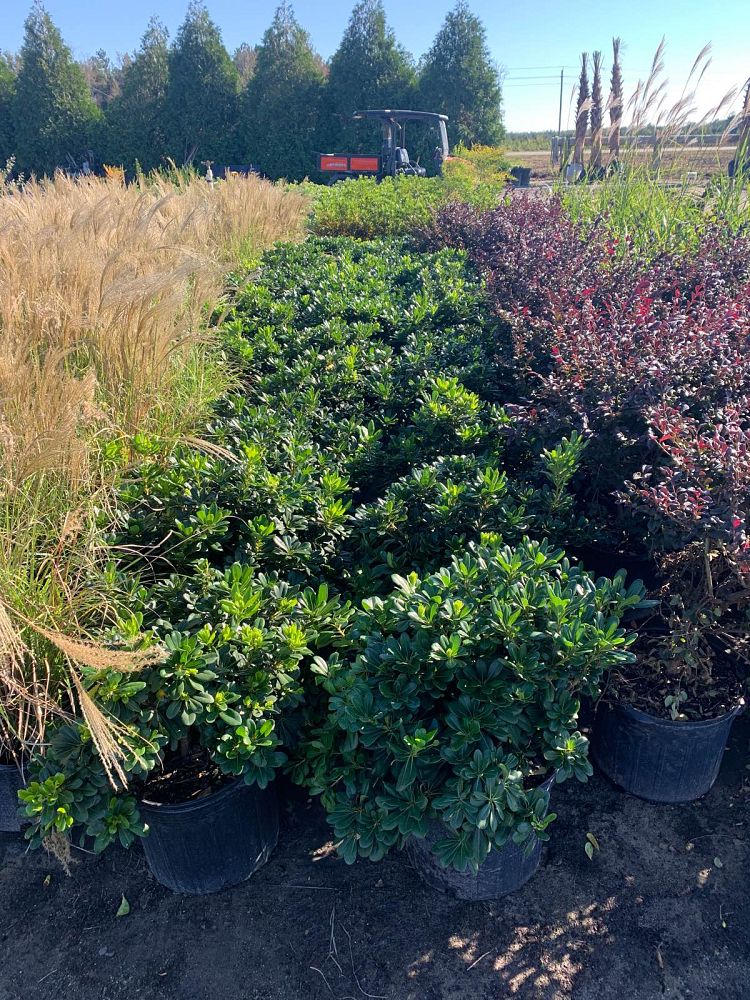 pittosporum-tobira-compacta-japanese-cheesewood