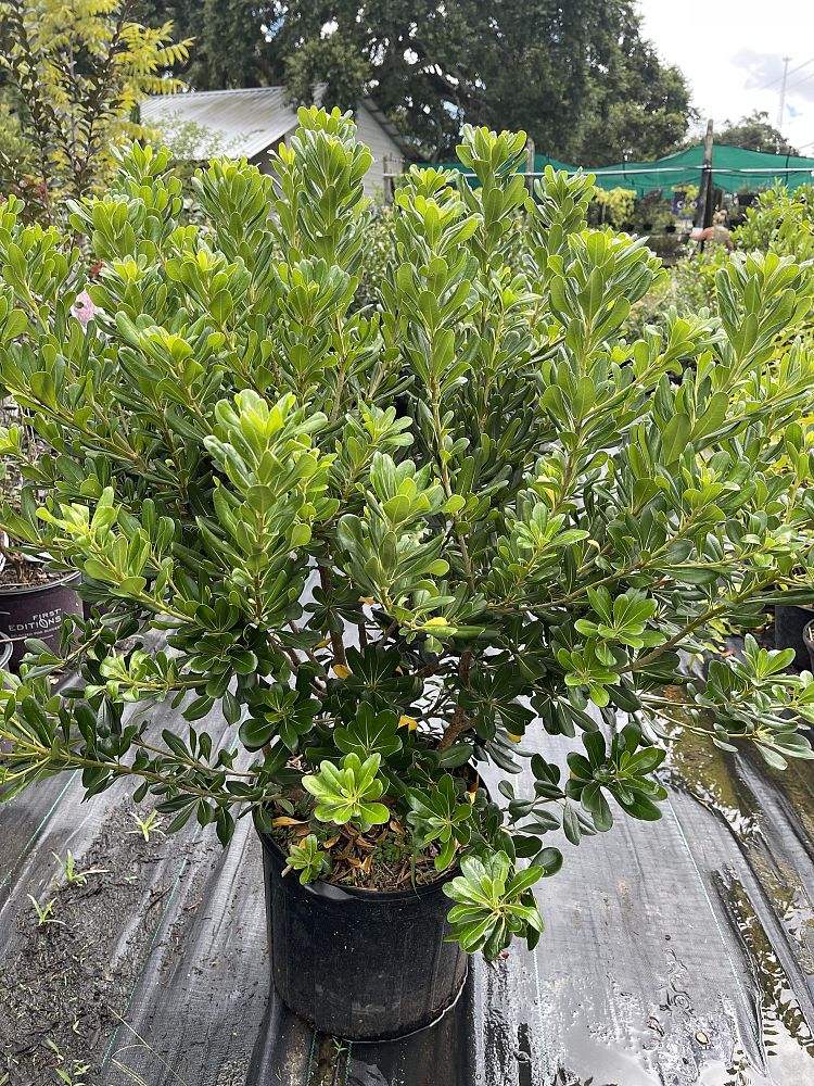 pittosporum-tobira-compacta-japanese-cheesewood