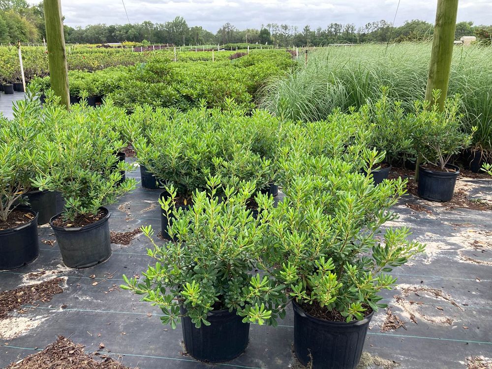 pittosporum-tobira-compacta-japanese-cheesewood