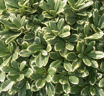 pittosporum-tobira-creme-de-mint-japanese-cheesewood