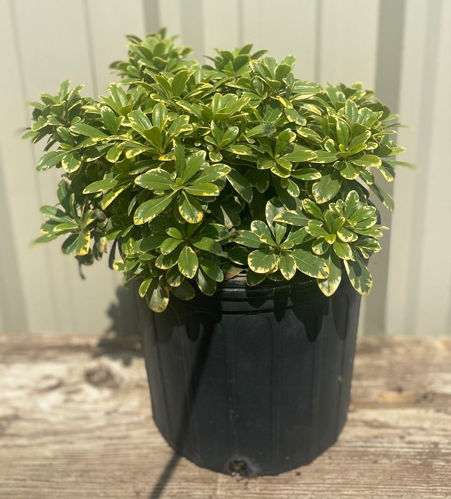 pittosporum-tobira-creme-de-mint-japanese-cheesewood