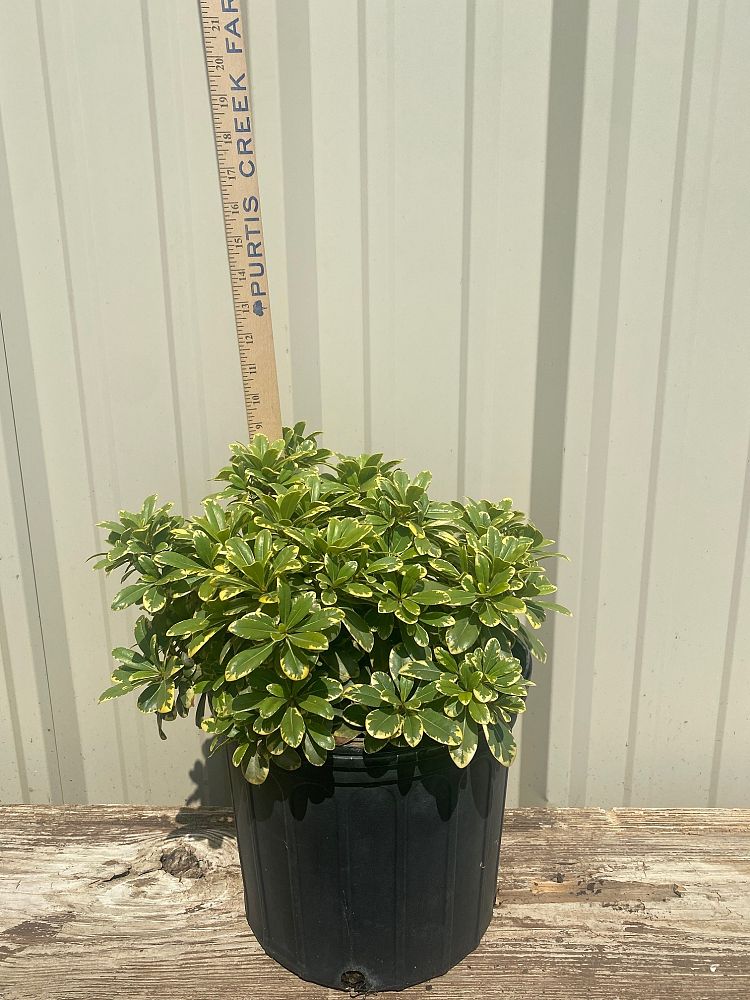 pittosporum-tobira-creme-de-mint-japanese-cheesewood