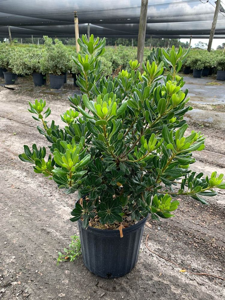 pittosporum-tobira-glen-st-mary-japanese-cheesewood