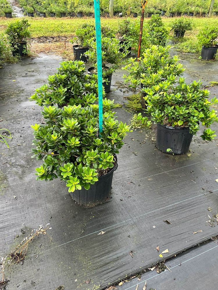 pittosporum-tobira-glen-st-mary-japanese-cheesewood