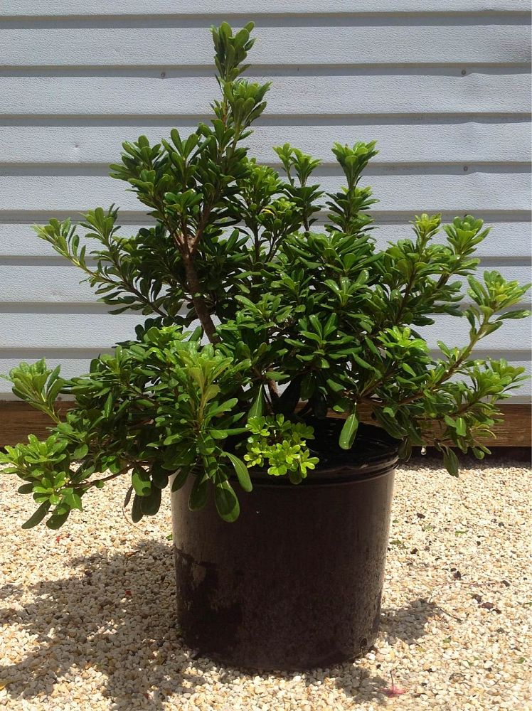 pittosporum-tobira-japanese-cheesewood