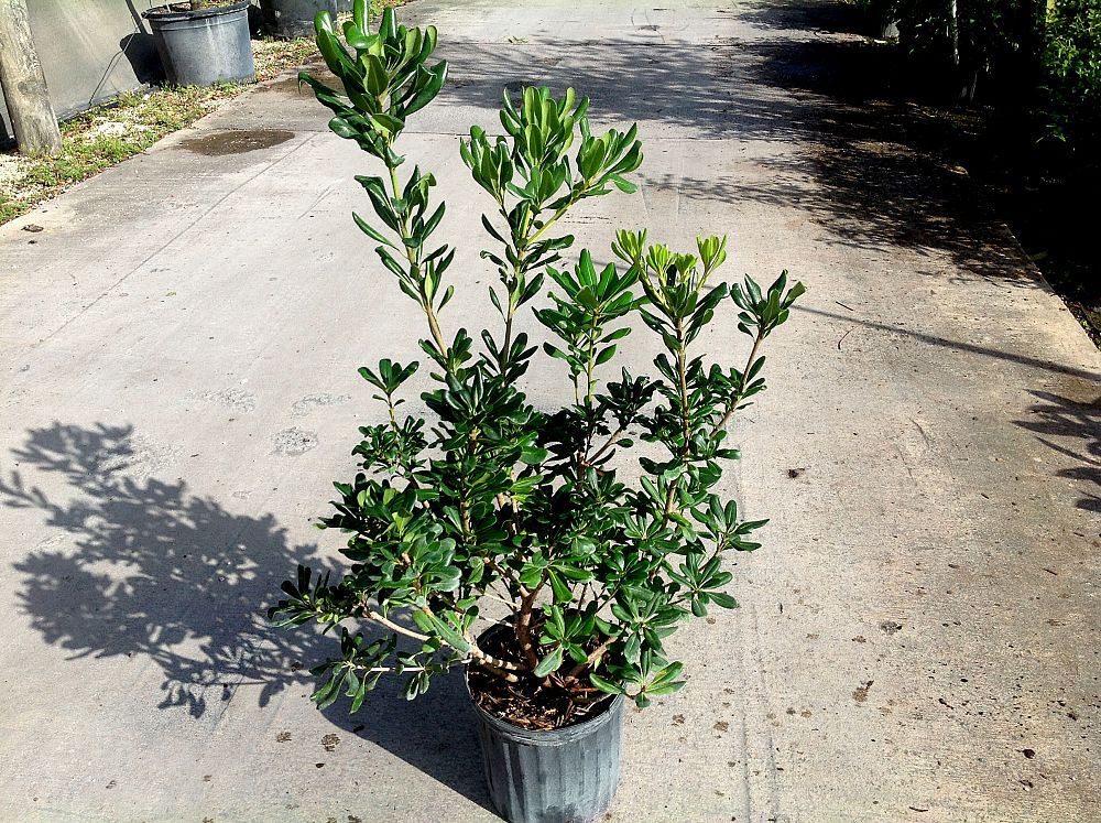 pittosporum-tobira-japanese-cheesewood