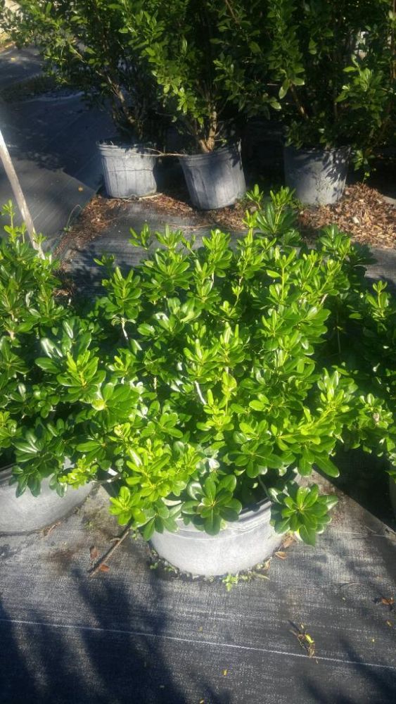 pittosporum-tobira-japanese-cheesewood