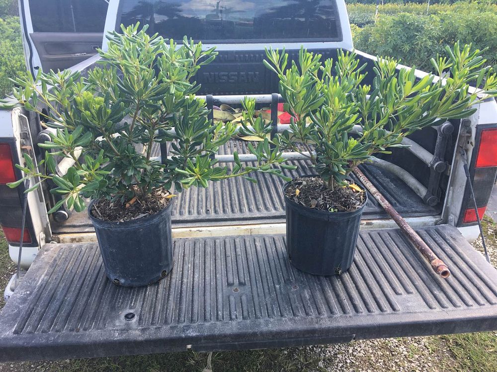 pittosporum-tobira-japanese-cheesewood
