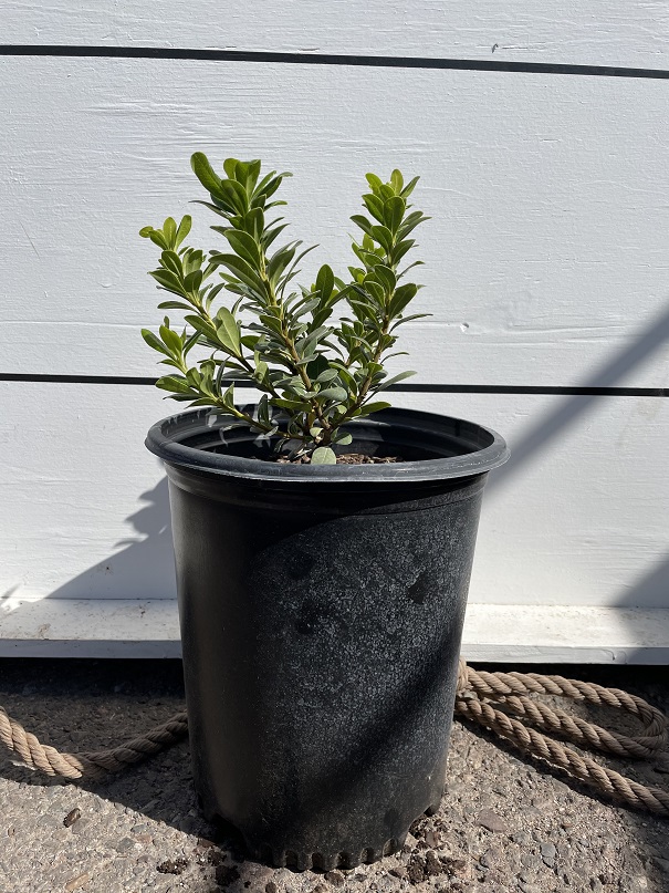pittosporum-tobira-japanese-cheesewood