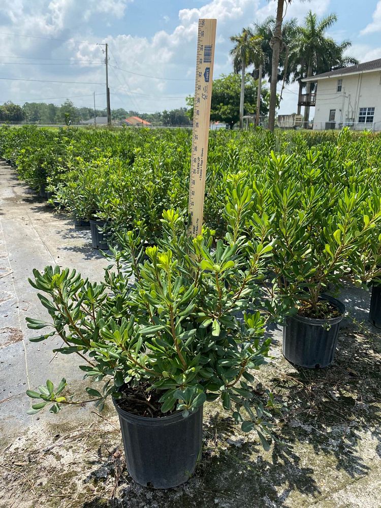 pittosporum-tobira-japanese-cheesewood