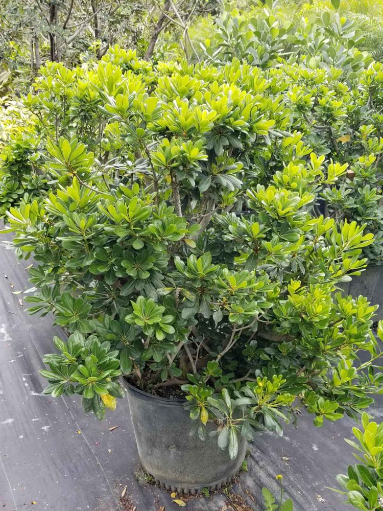 pittosporum-tobira-japanese-cheesewood