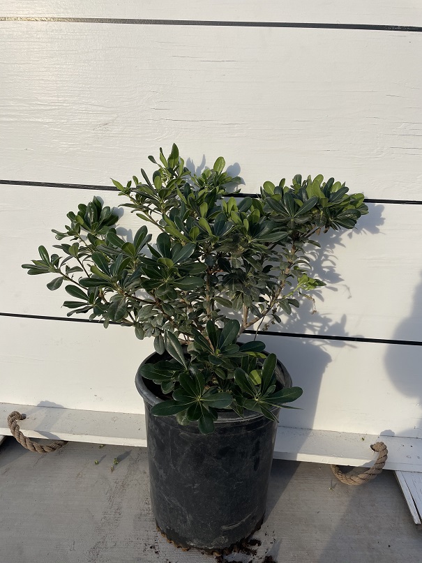 pittosporum-tobira-japanese-cheesewood
