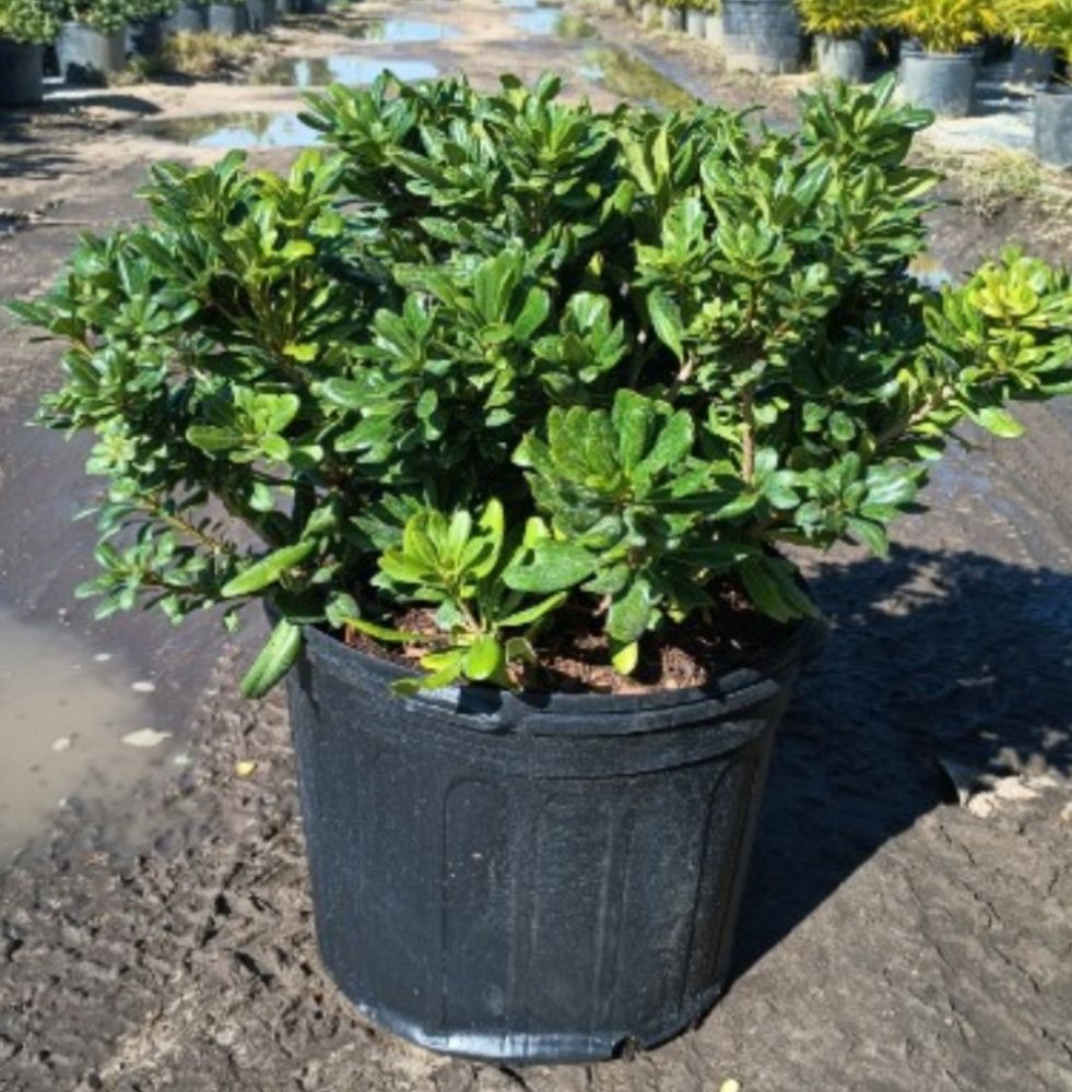 pittosporum-tobira-japanese-cheesewood