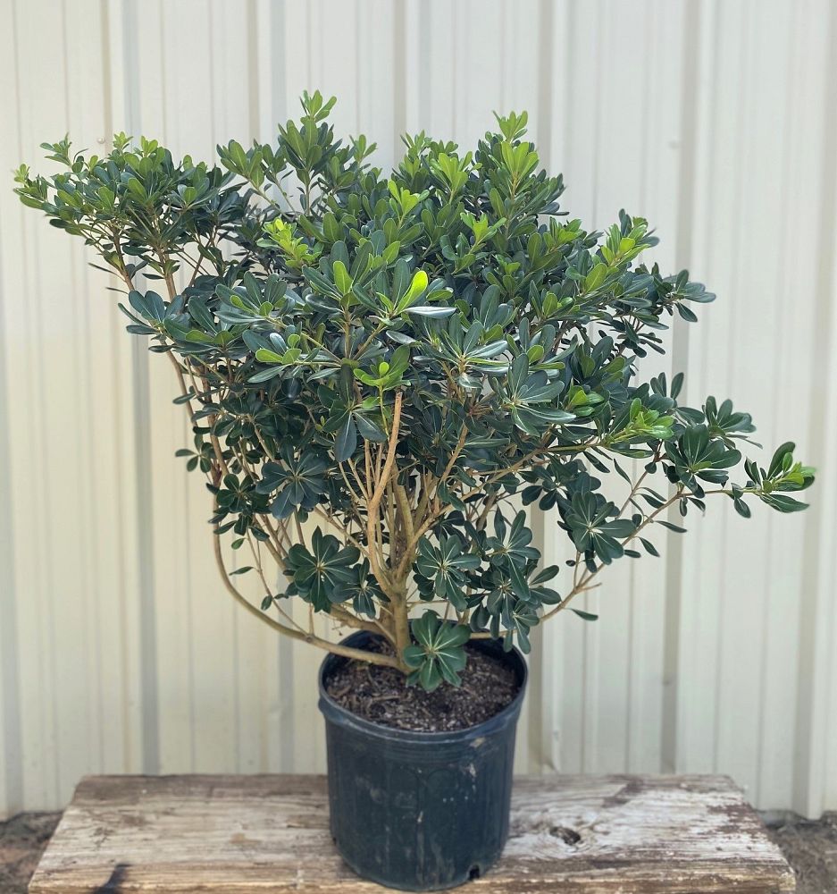 pittosporum-tobira-japanese-cheesewood