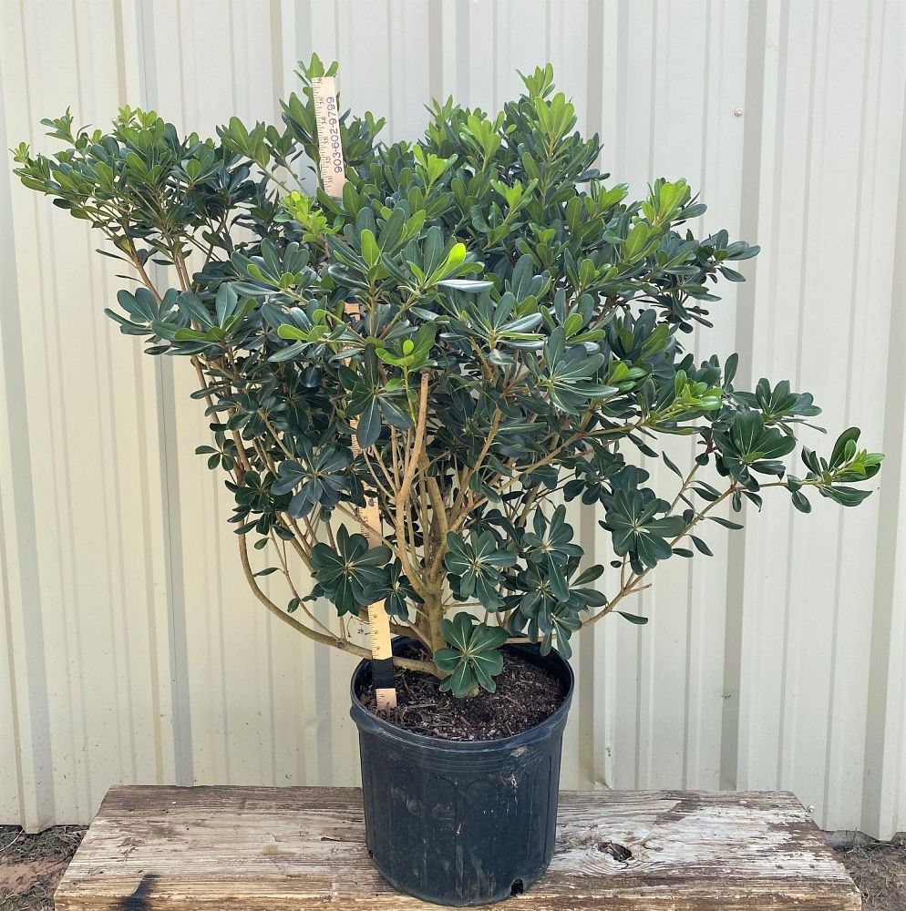 pittosporum-tobira-japanese-cheesewood