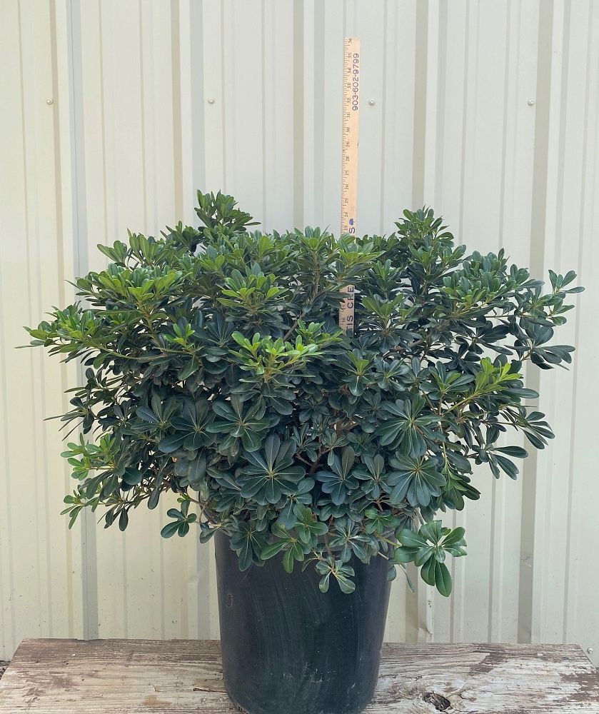 pittosporum-tobira-japanese-cheesewood