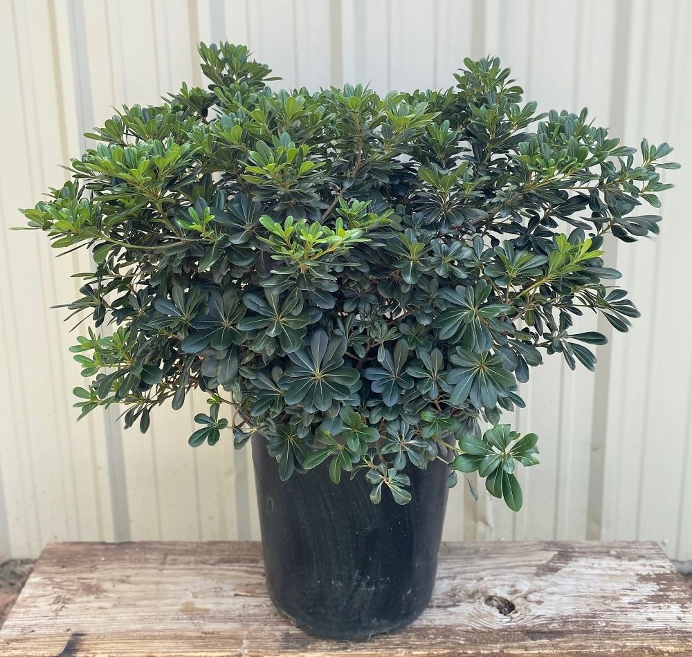 pittosporum-tobira-japanese-cheesewood