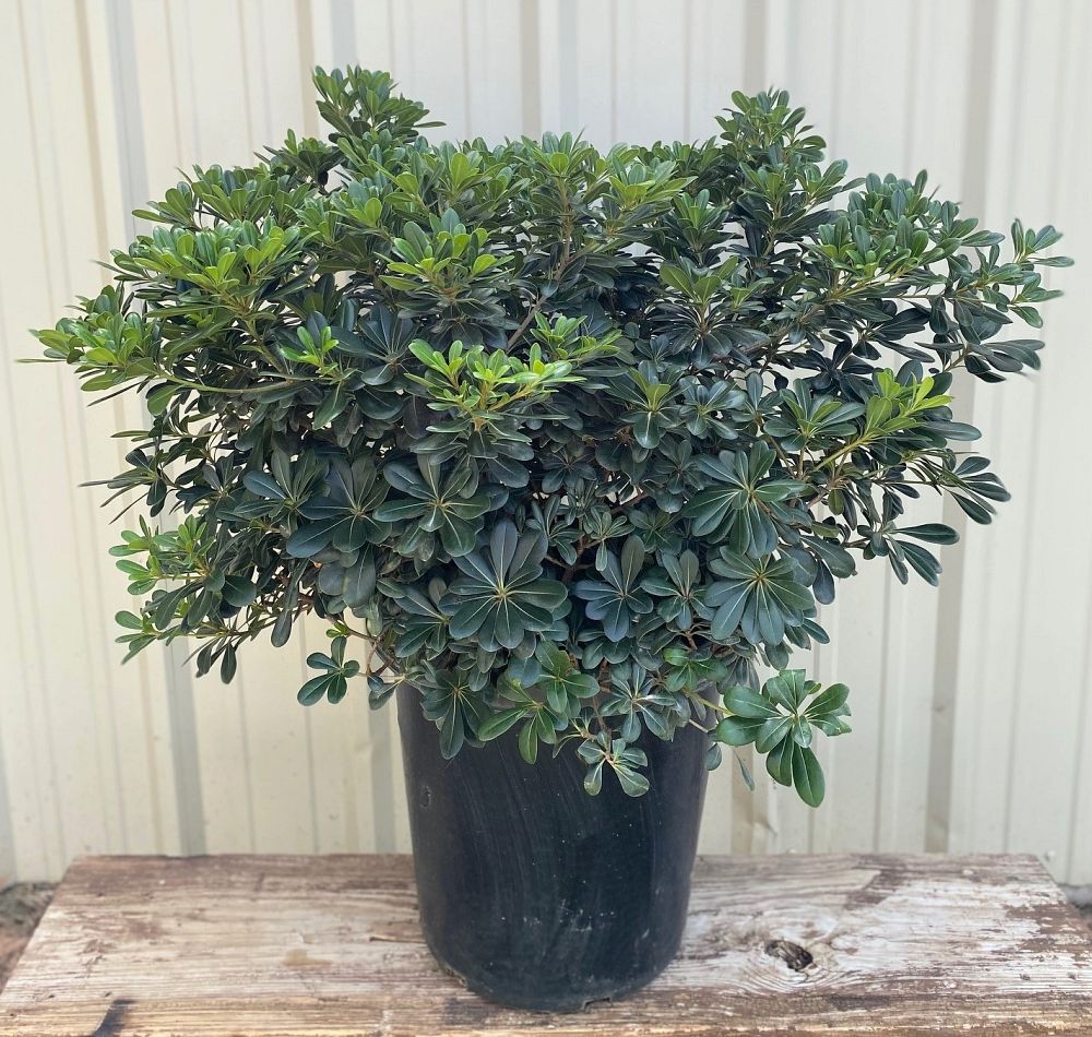 pittosporum-tobira-japanese-cheesewood