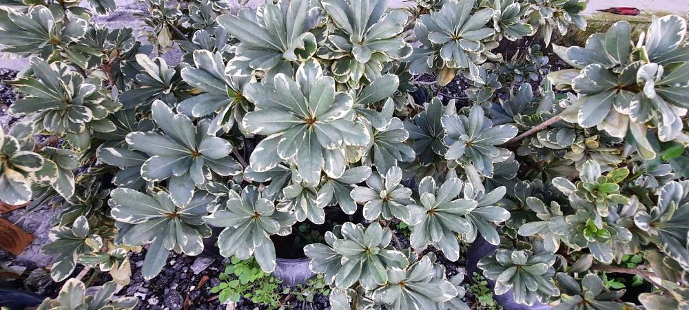 pittosporum-tobira-japanese-cheesewood