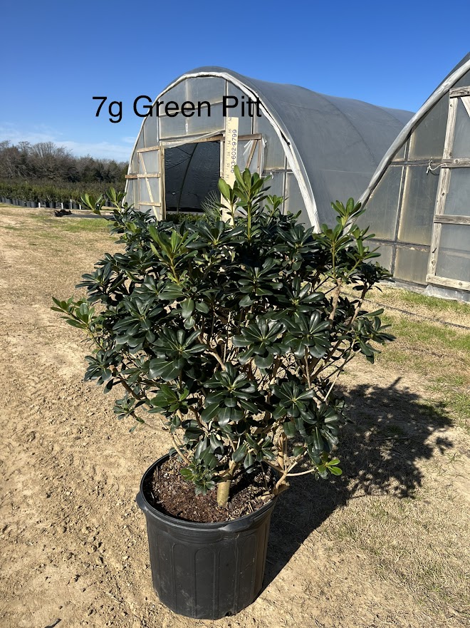 pittosporum-tobira-japanese-cheesewood