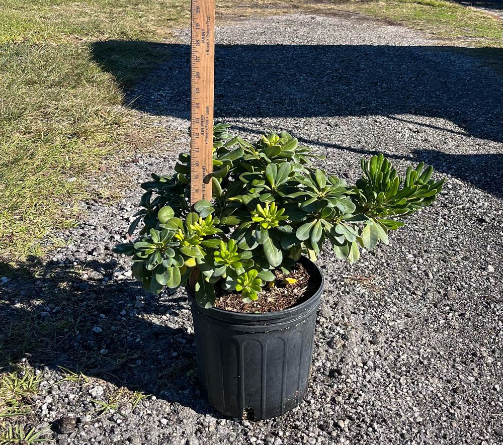 pittosporum-tobira-japanese-cheesewood